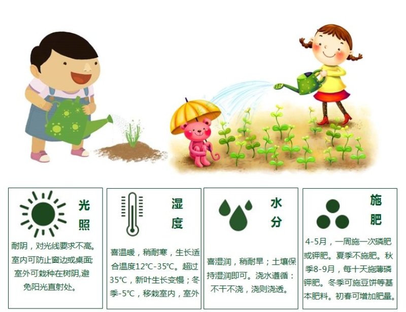 杜鹃花盆栽植物室内带花好养的花常年四季开花不断花卉观花植
