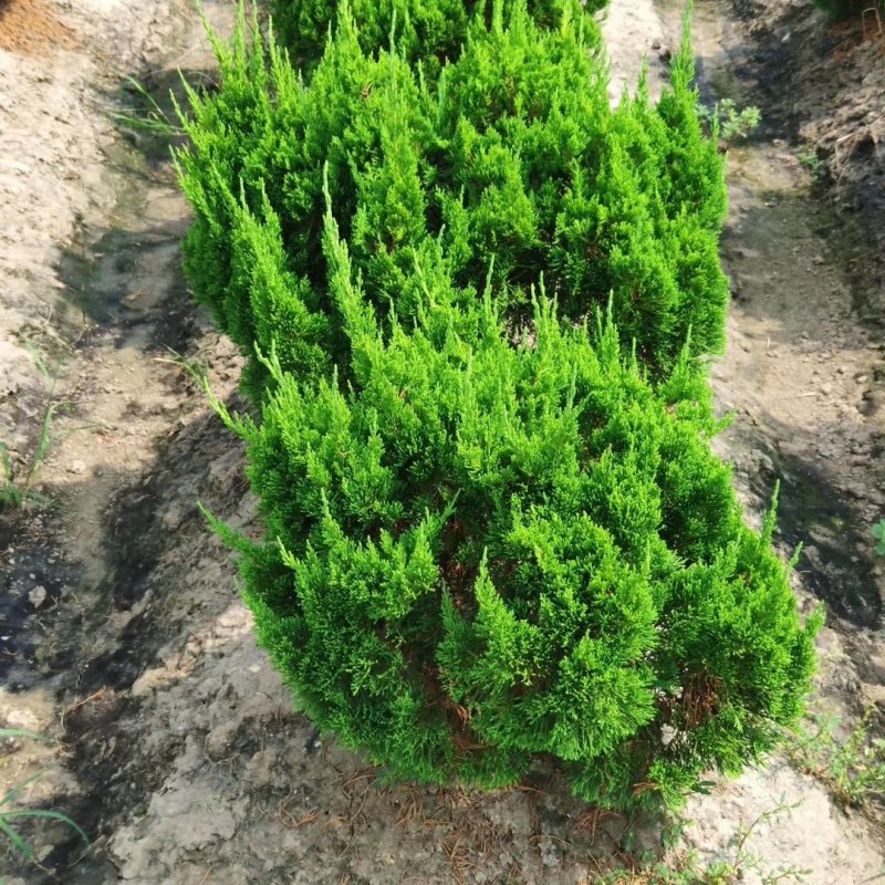 龙柏球