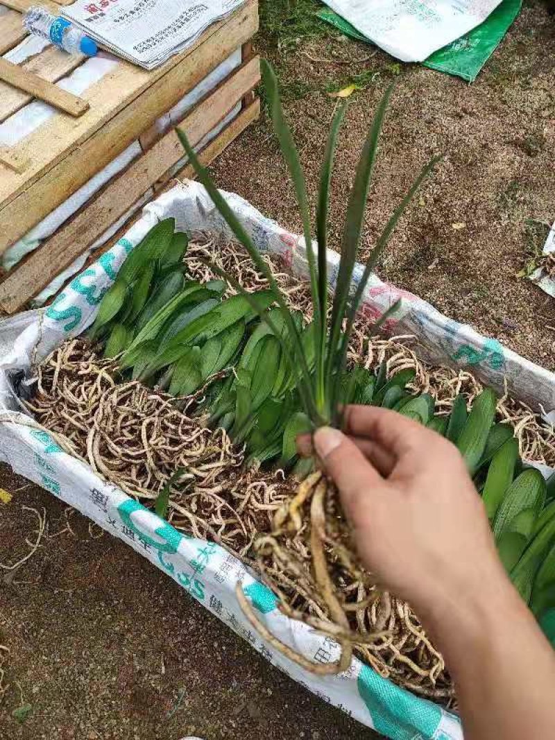 君子兰室内盆栽植物深受文人雅士喜爱