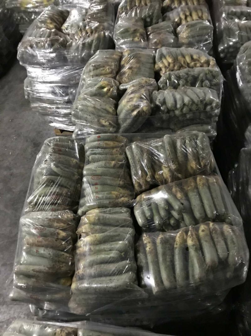 潍县青萝卜大量供应电商，加工厂。超市，团购，以及批发零售
