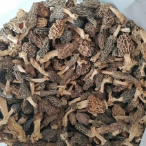 野生羊肚菌大别山区湖北黄冈蕲春