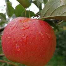 红富士苹果山东红富士苹果产地直供糖心脆甜