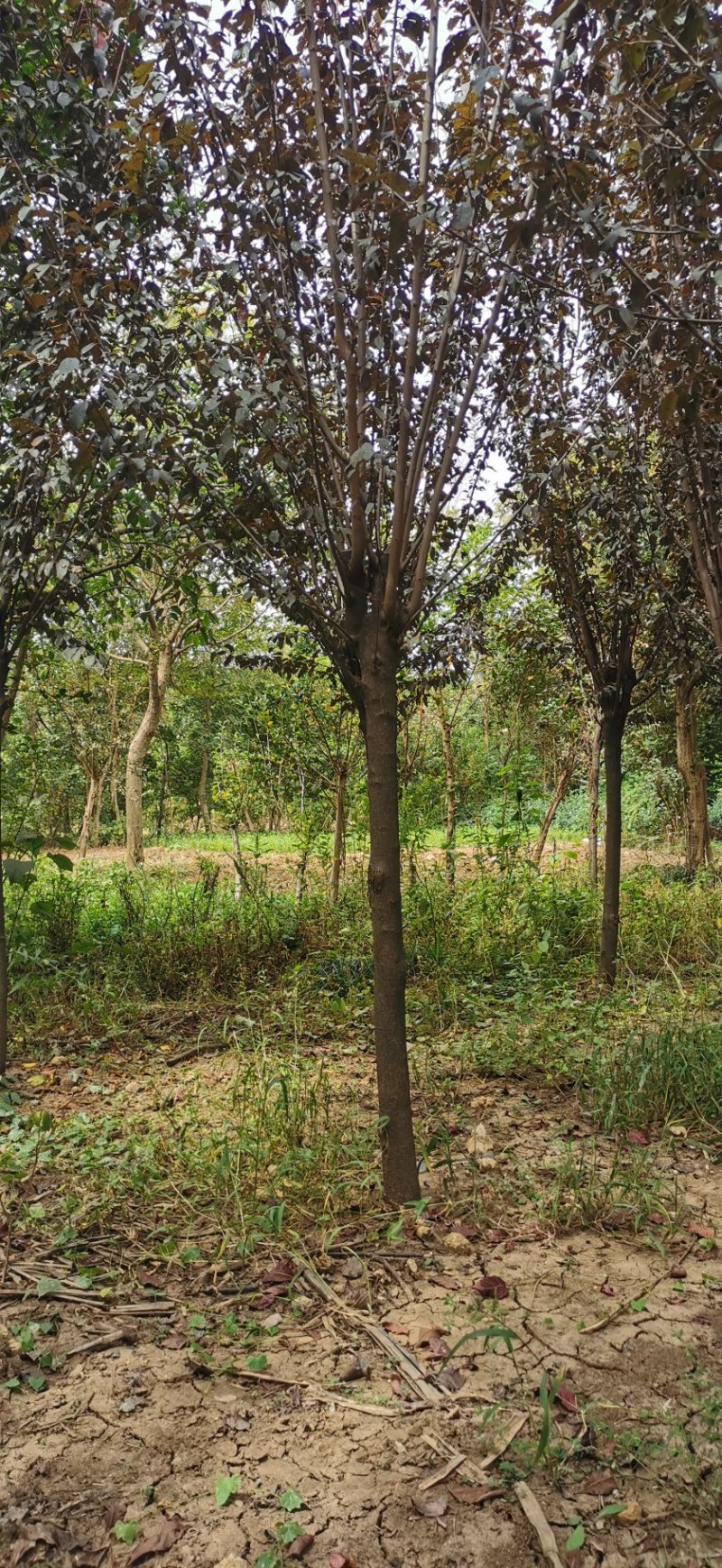 紫叶李红叶李，樱桃李，小乔木
