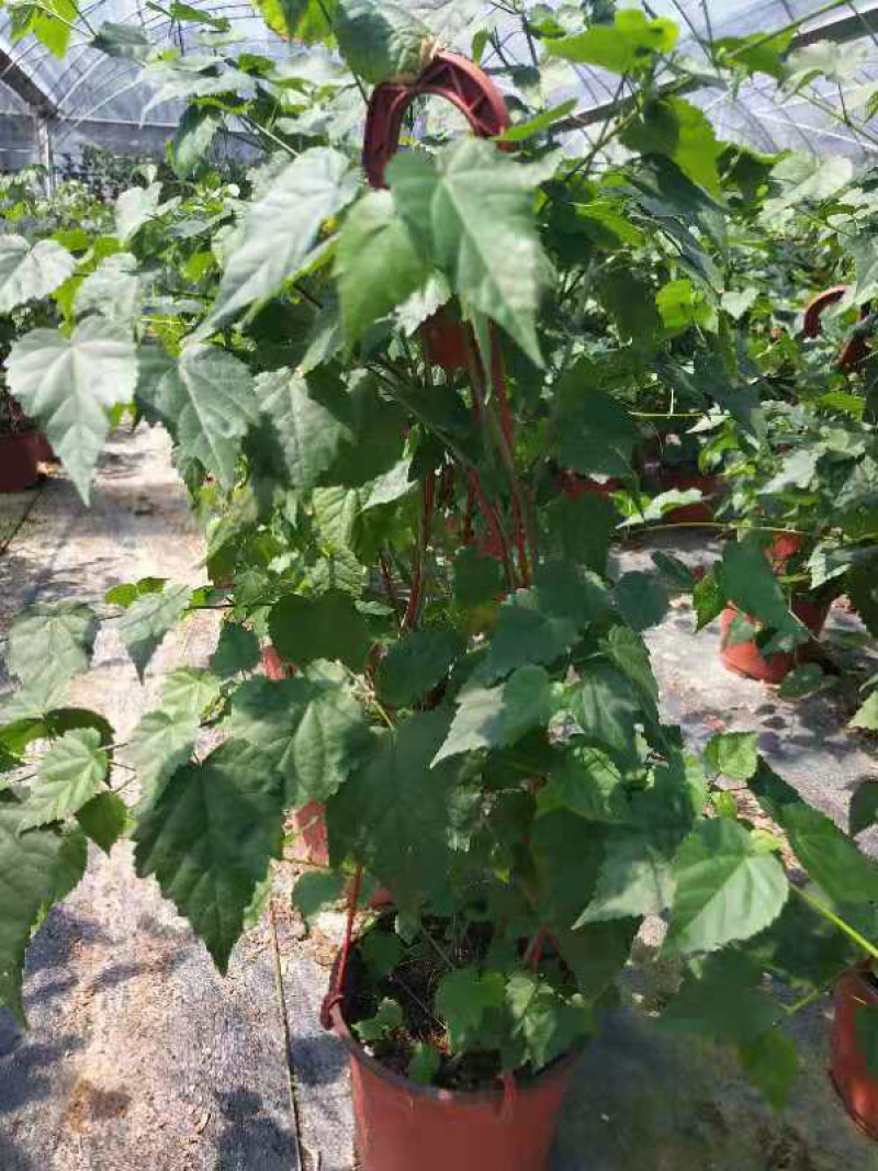 灯笼花四季常青一年开花结灯笼