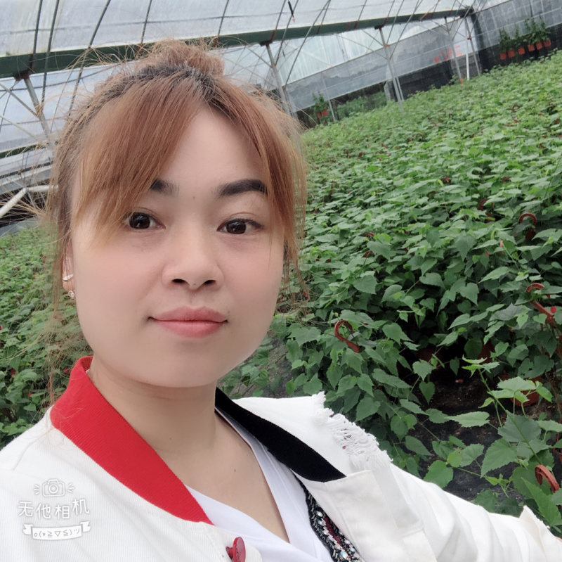 灯笼花四季常青一年开花结灯笼