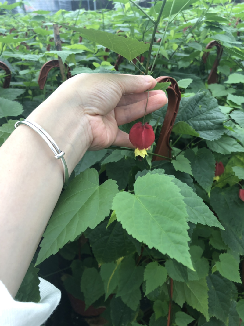 灯笼花四季常青一年开花结灯笼