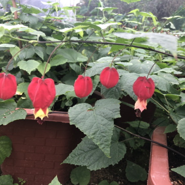 灯笼花四季常青一年开花结灯笼