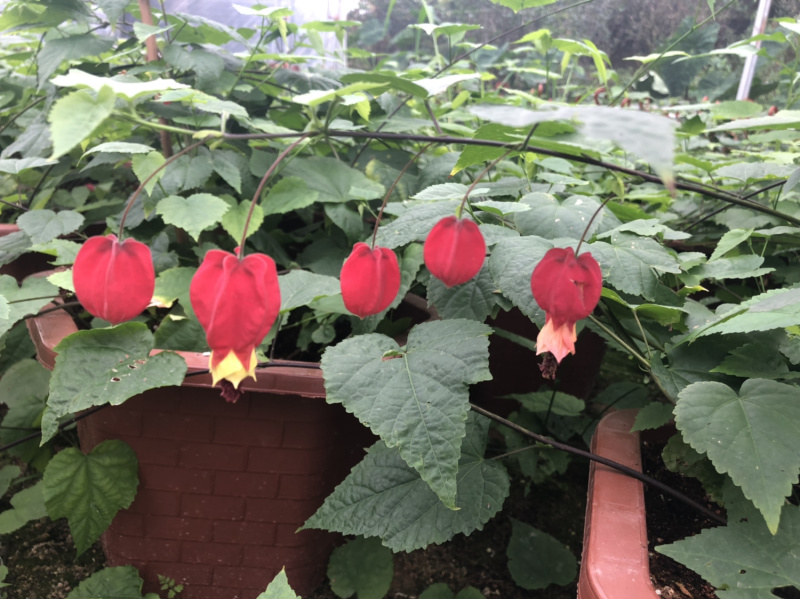 灯笼花四季常青一年开花结灯笼