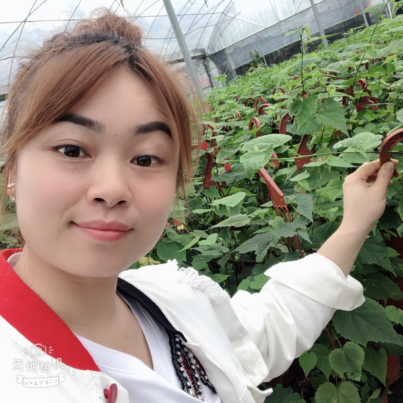 灯笼花四季常青一年开花结灯笼