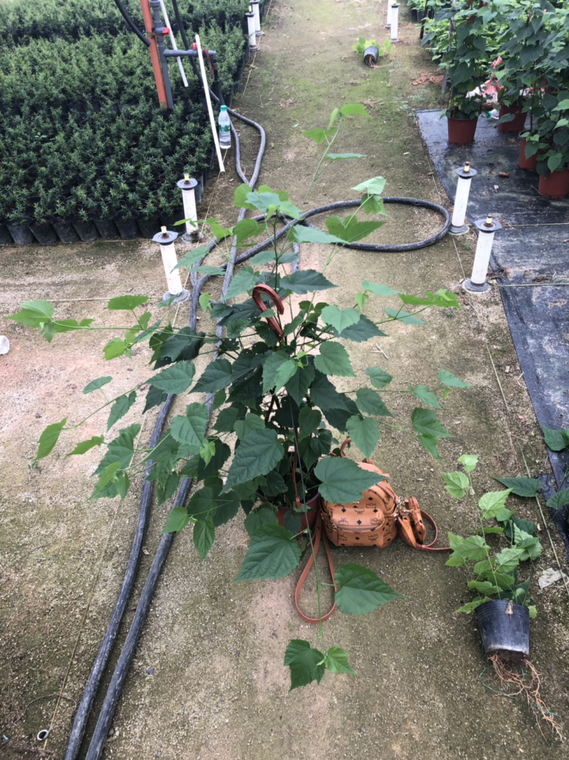 灯笼花四季常青一年开花结灯笼