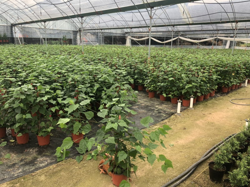 灯笼花四季常青一年开花结灯笼