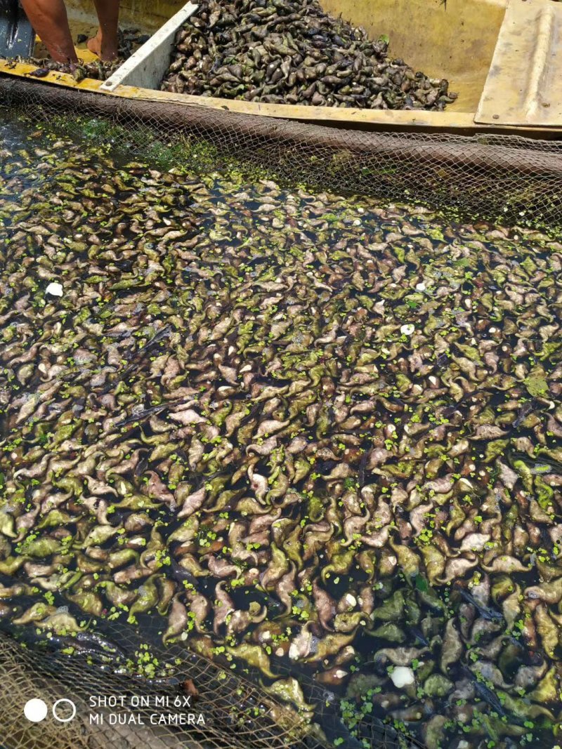 原产地菱角蕲春青皮菱角脱皮菱角大菱角牛角菱角