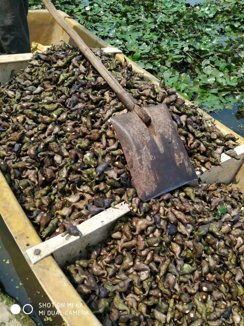 菱角大别山牛角菱角新鲜湖北黄冈蕲春货源充足