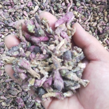 【款冬花甘肃产地手选精品款冬花】精选包邮