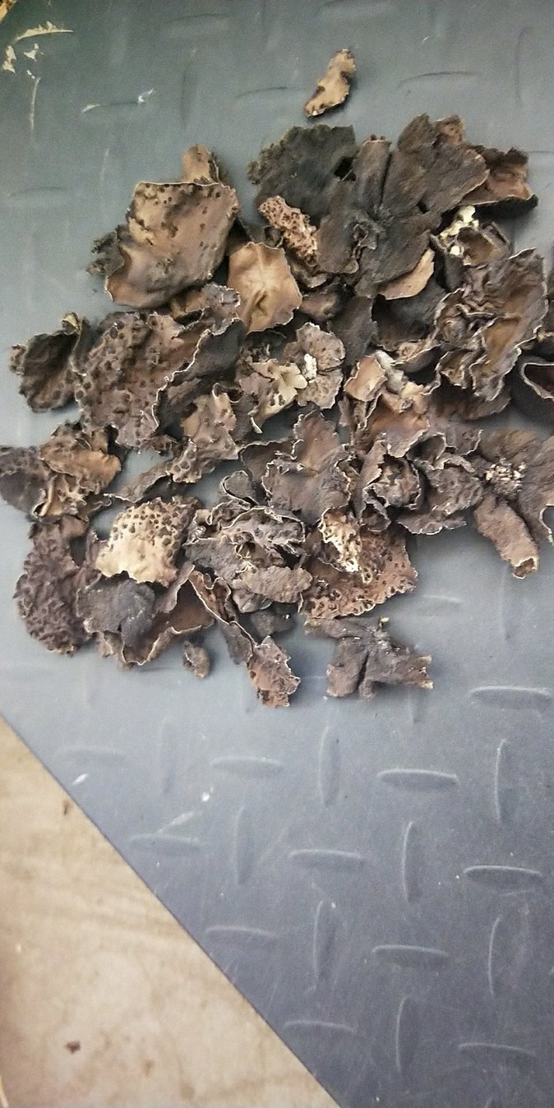 石耳石木耳石壁花供应上千种中药材批发零售量大从