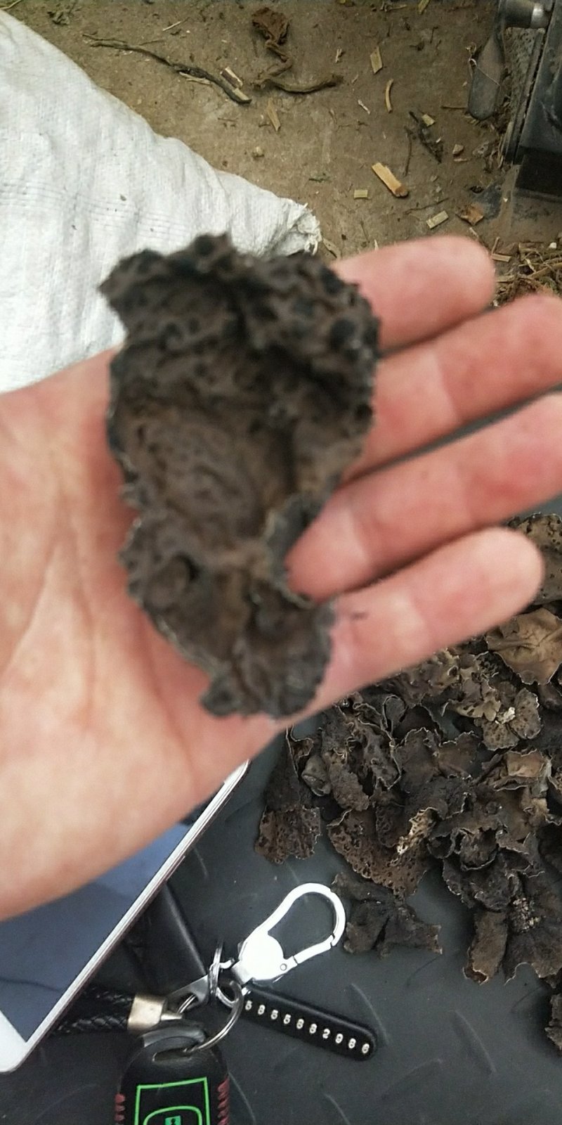 石耳石木耳石壁花供应上千种中药材批发零售量大从
