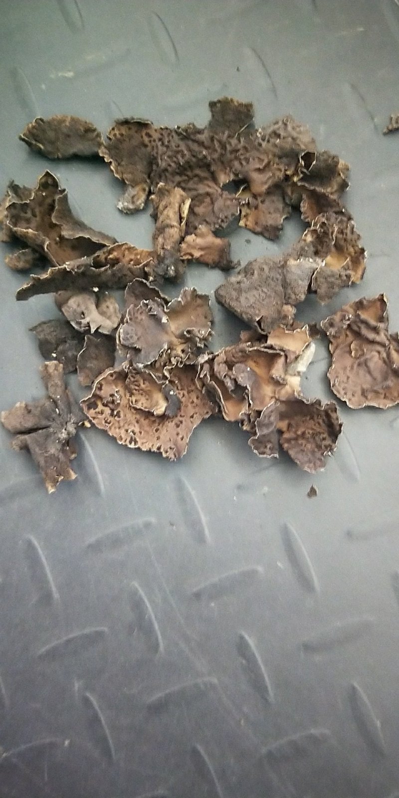 石耳石木耳石壁花供应上千种中药材批发零售量大从