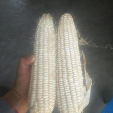白糯玉米种子