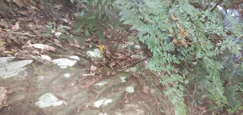 骨碎补黄狗小叶石岩姜纯野生鲜货