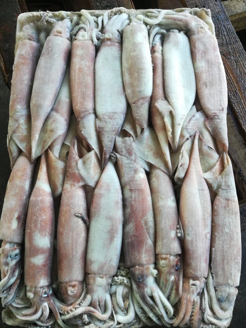 鱿鱼，鱿鱼原条，整条鱿鱼船冻原料