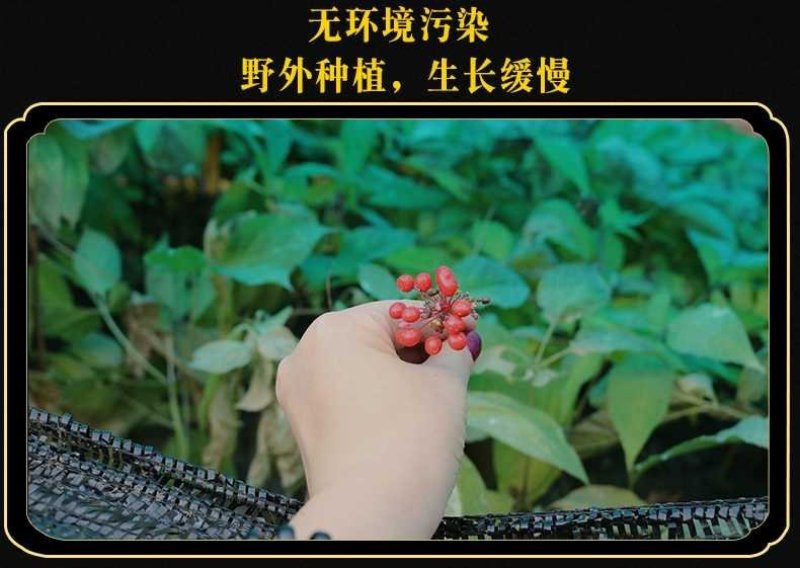 特产长白山鲜人参带土新鲜人参煲汤泡酒鲜人参保鲜参