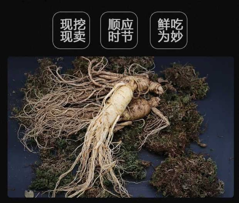 特产长白山鲜人参带土新鲜人参煲汤泡酒鲜人参保鲜参