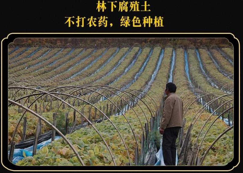 特产长白山鲜人参带土新鲜人参煲汤泡酒鲜人参保鲜参