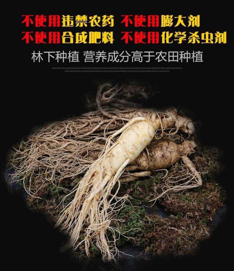 特产长白山鲜人参带土新鲜人参煲汤泡酒鲜人参保鲜参