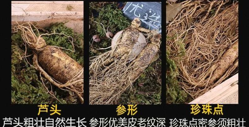 特产长白山鲜人参带土新鲜人参煲汤泡酒鲜人参保鲜参