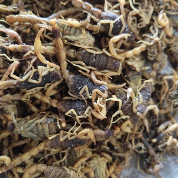 全蝎全虫盐水蝎子新货关书药业1000g起批