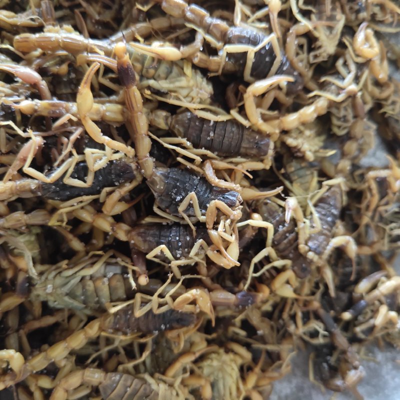 全蝎全虫盐水蝎子新货关书药业1000g起批