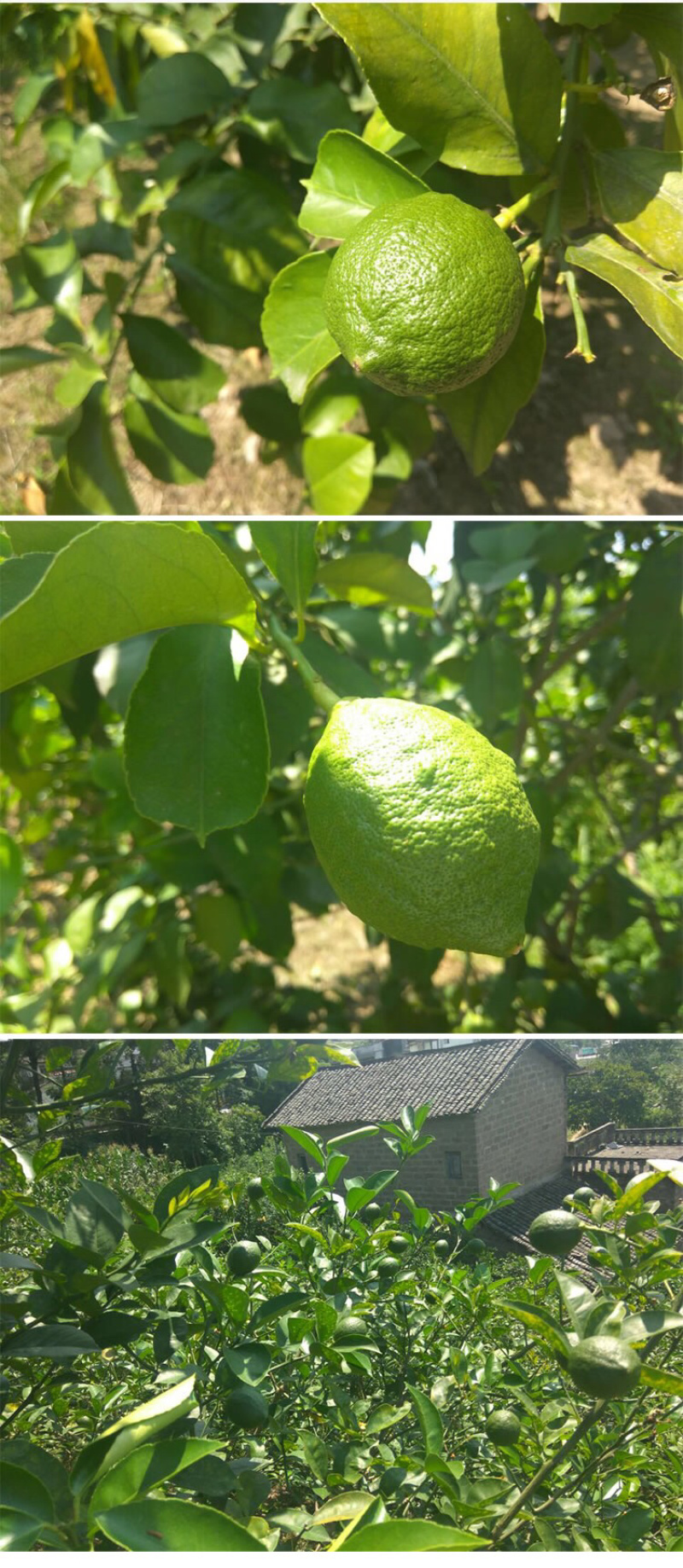 新鲜青柠檬
