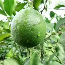 新鲜青柠檬