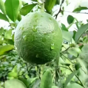 新鲜青柠檬