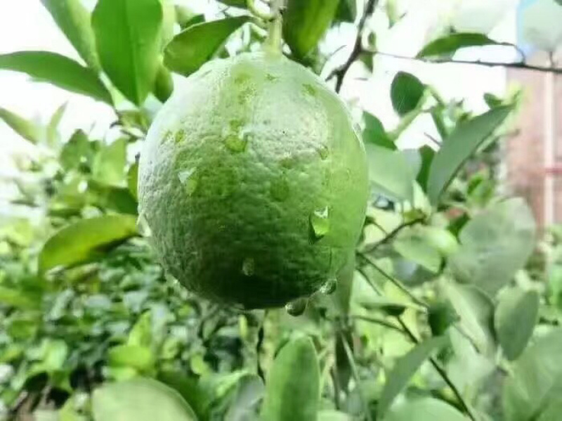 新鲜青柠檬