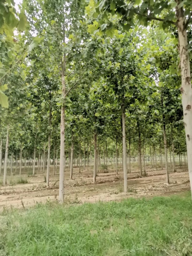 移栽二年冒精品法桐量大
