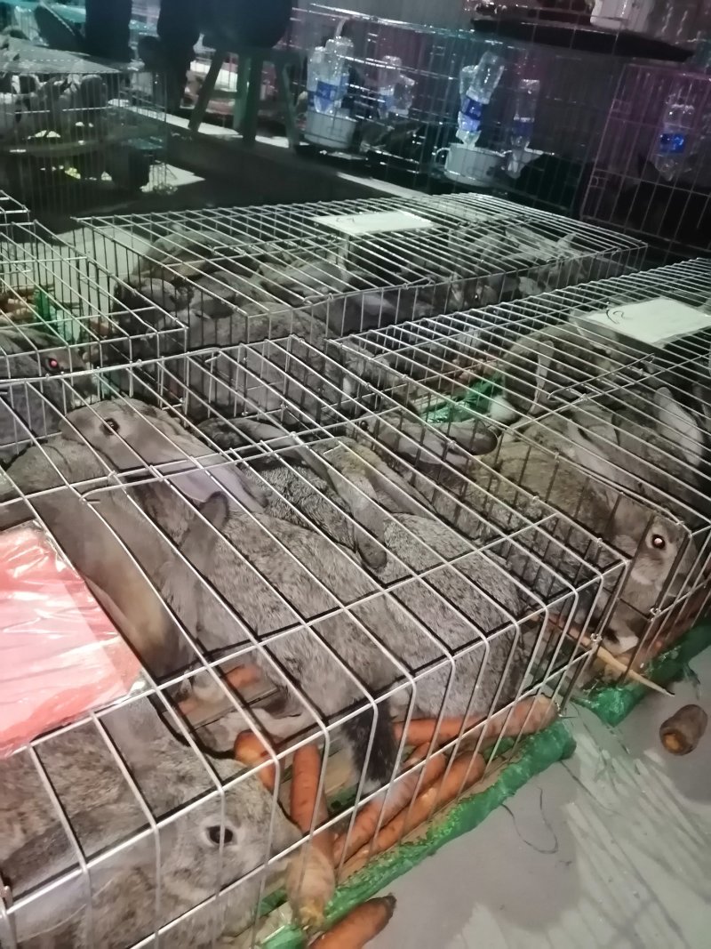 禽畜种苗比利时新西兰公羊