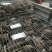 禽畜种苗比利时新西兰公羊