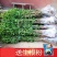 八月桂花树苗桂花苗大树苗黄金桂花树苗红花丹桂树苗