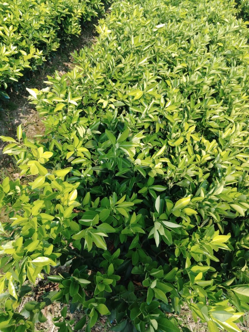 锦红冰糖橙苗，有一年二年地苗，品种正宗，