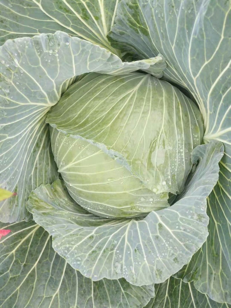 包菜