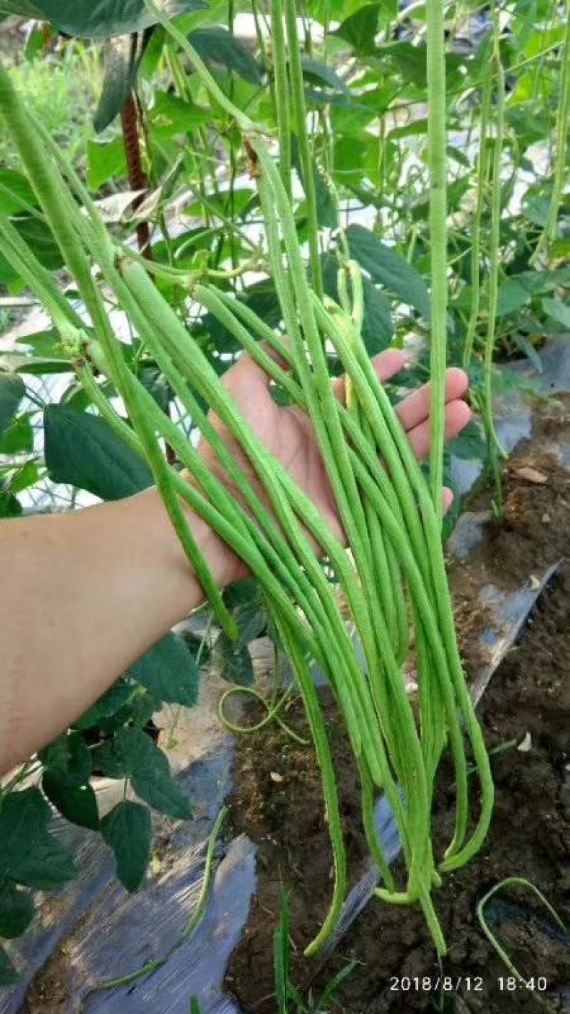 豆角种子翠绿色豇豆种