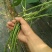 豆角种子翠绿色豇豆种
