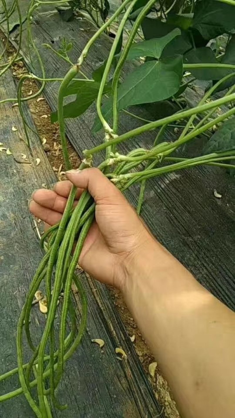 豆角种子翠绿色豇豆种