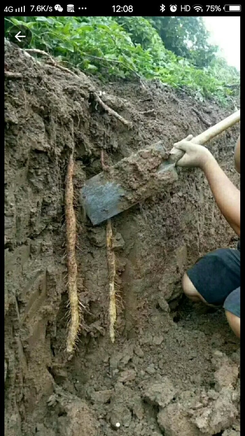 温县铁棍山药