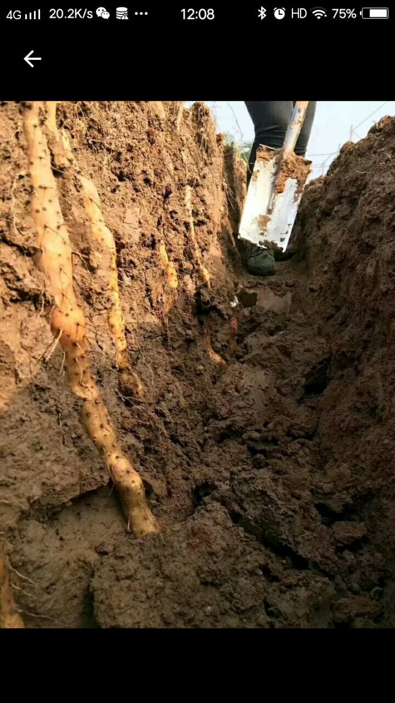 温县铁棍山药