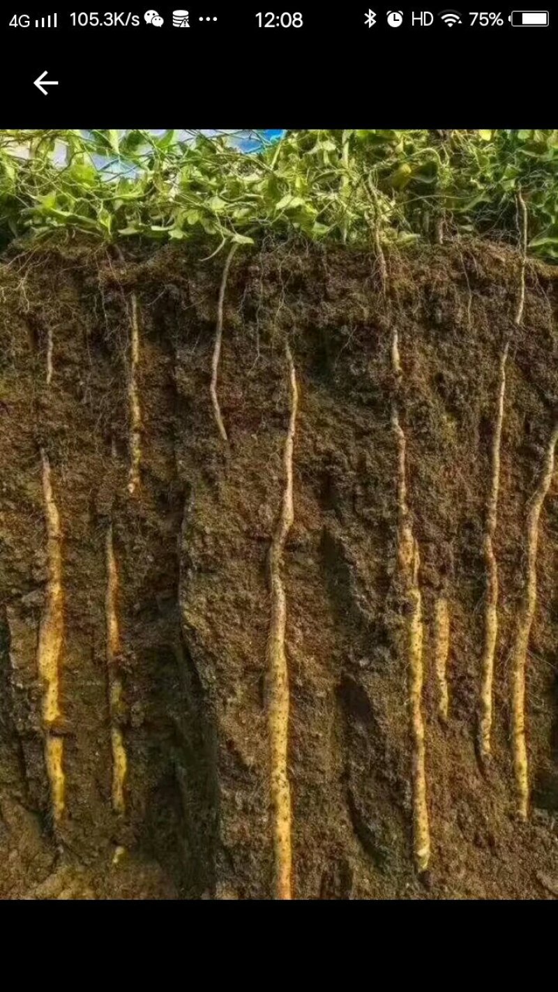 温县铁棍山药