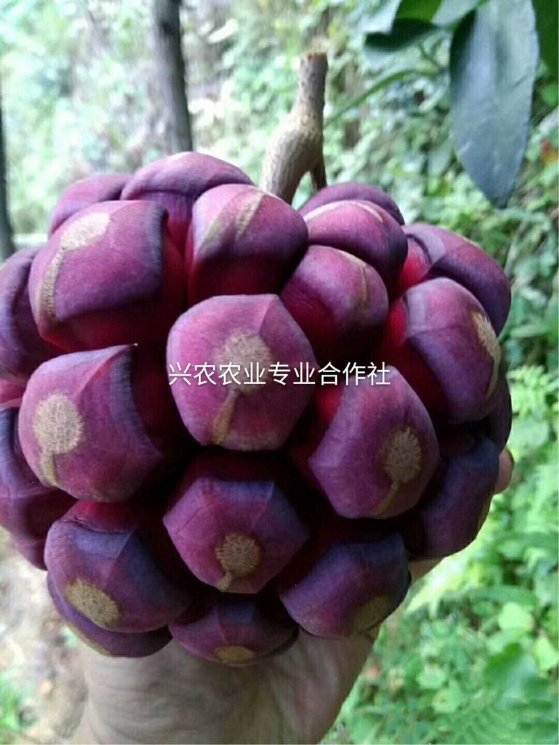 🔥热销【企业认证】布福娜树苗品种纯包活包技术