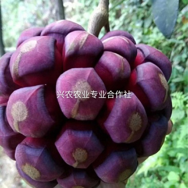 🔥满减100送10株【布福娜】大厚叶巨果精品包活包技术