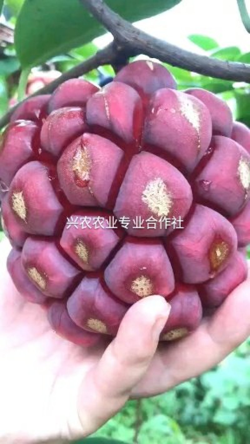 🔥热销【企业认证】布福娜树苗品种纯包活包技术